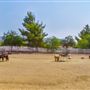 Agua Dulce Winery and Vineyards