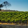 Oreana Winery & Vineyard - Fisco
