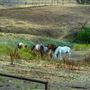 Oreana Winery & Vineyard - Fisco