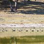 Oreana Winery & Vineyard - Fisco