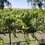 Belle Vie Vineyard and Event Center