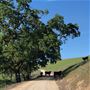 Enney Ranch @ Paso Robles