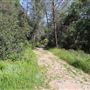 Black Swan Trail