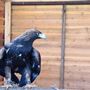 West Coast Falconry