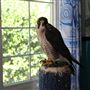 West Coast Falconry