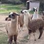 New Leaf Llama Farm