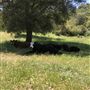 Garbani Ranch