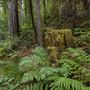 Mailliard Redwoods State Natural Reserve (SNR)