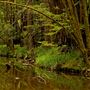 Mendocino Woodlands State Park (SP)