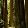 Navarro River Redwoods State Park (SP)