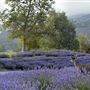 Carmel Valley Ranch Hotel
