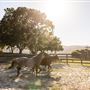 Carmel Valley Ranch Hotel
