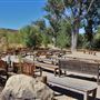 The Painted Turtle Camp