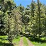 Canyon Ranch