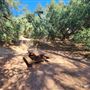 Franklin Canyon Park - Santa Monica Mountains Conservancy - SMMC