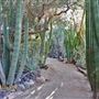 Moorten Botanical Garden
