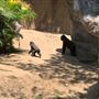 Los Angeles Zoo & Botanical Gardens - LA Zoo