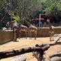 Los Angeles Zoo & Botanical Gardens - LA Zoo