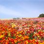 Carlsbad Flower Fields