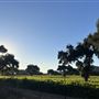 Rancho San Fernando Rey