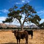 Rancho San Fernando Rey