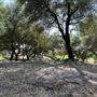 Olive Ranch