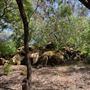 Olive Ranch
