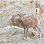 The Living Desert Zoo and Botanical Gardens
