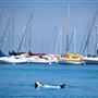 Monterey Harbor & Marina