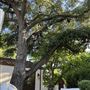 Spanish Colonial Home in South Pasadena