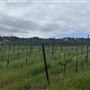 Halter Ranch
