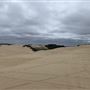 Oceano Dunes State Vehicular Recreation Area (SVRA) / Pismo State Beach (SB)