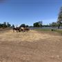 Wild Horse Sanctuary