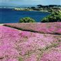 Pacific Grove