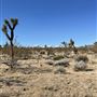 Joshua Tree Barren Landscape