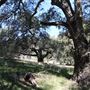 Cleveland National Forest