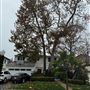 Rancho Park Traditional 1930 Home
