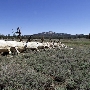 Holcomb Valley  - San Bernardino National Forest & Campground