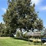 Lake Balboa/Anthony C. Beilenson Park