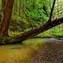 Butano State Park (SP)