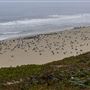Half Moon Bay State Beach (SB)