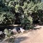 Orcutt Ranch Horticultural Center & Community Garden