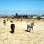Horse And Burro Facility  B L M