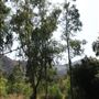 Ed Davis Park in Towsley Canyon - Santa Monica Mountains Conservancy - SMMC