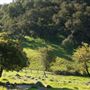 Taylor Mountain Regional Park