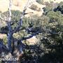 Tejon Ranch