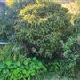 Front yard in quiet Long Beach Neighborhood