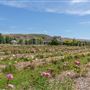 Garden Valley Ranch