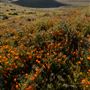 Antelope Valley California Poppy Reserve State Natural Reserve (SNR)