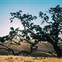 Holman Ranch